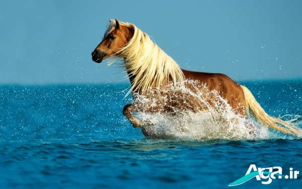 0_1499602509963_Horse-in-the-sea.jpg
